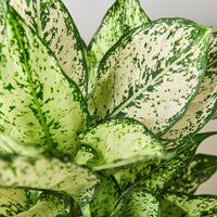 Aglaonema 'First Diamond'