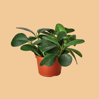 Potted plant with green leaves on a peach background by House of Agave.