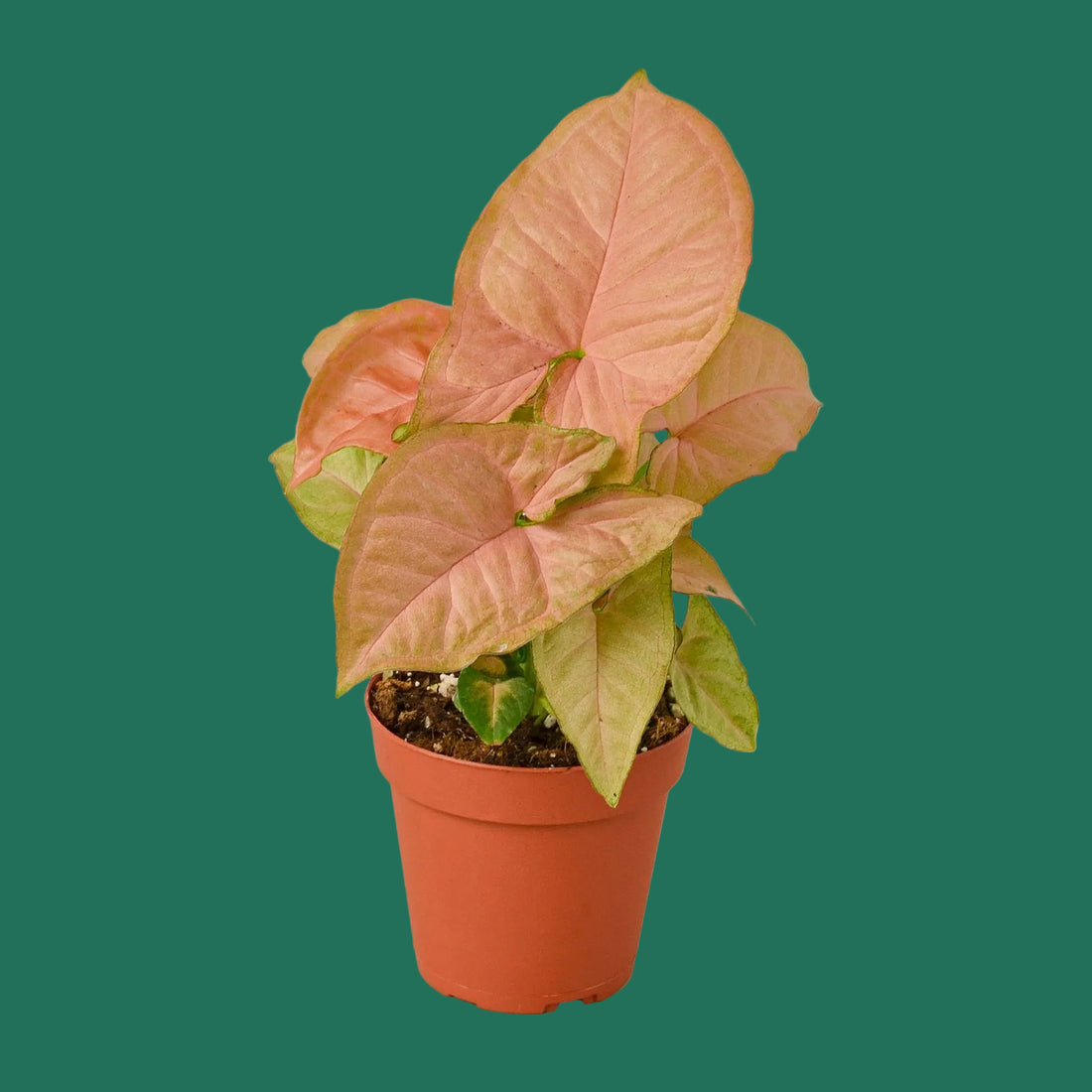 Potted plant with pink leaves on a white background