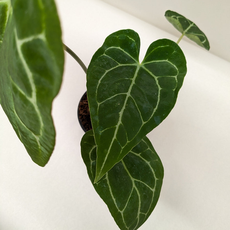 Close-up of a green leafy plant against a white background by House of Agave.