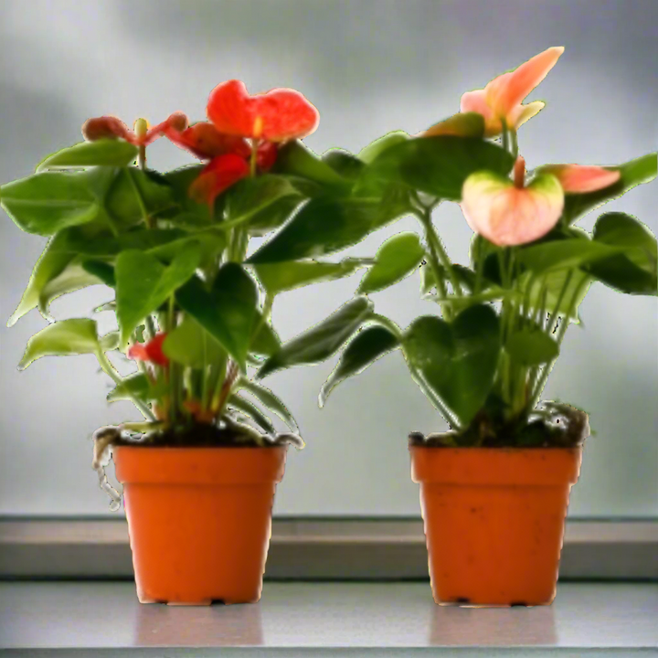Two potted plants with red and pink flowers on a white background