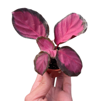 Calathea roseopicta 'Purple Rose'