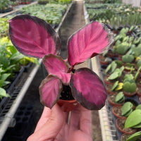 Calathea roseopicta 'Purple Rose'