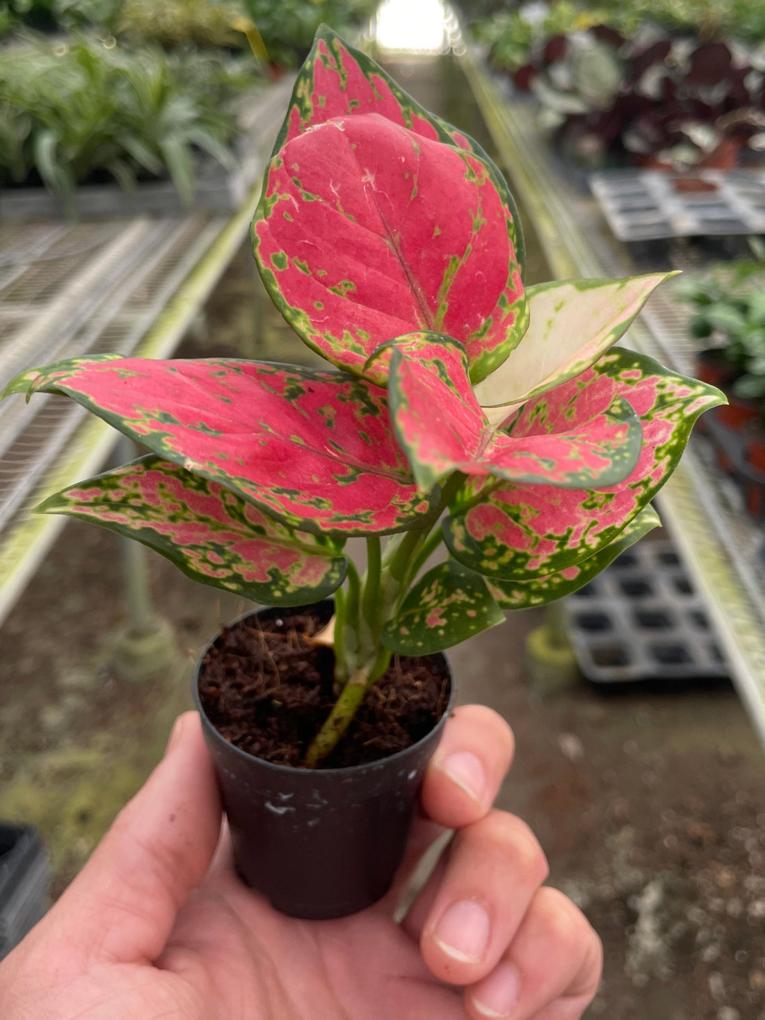 Hand holding a small potted plant with pink and green leaves in a greenhouse setting.