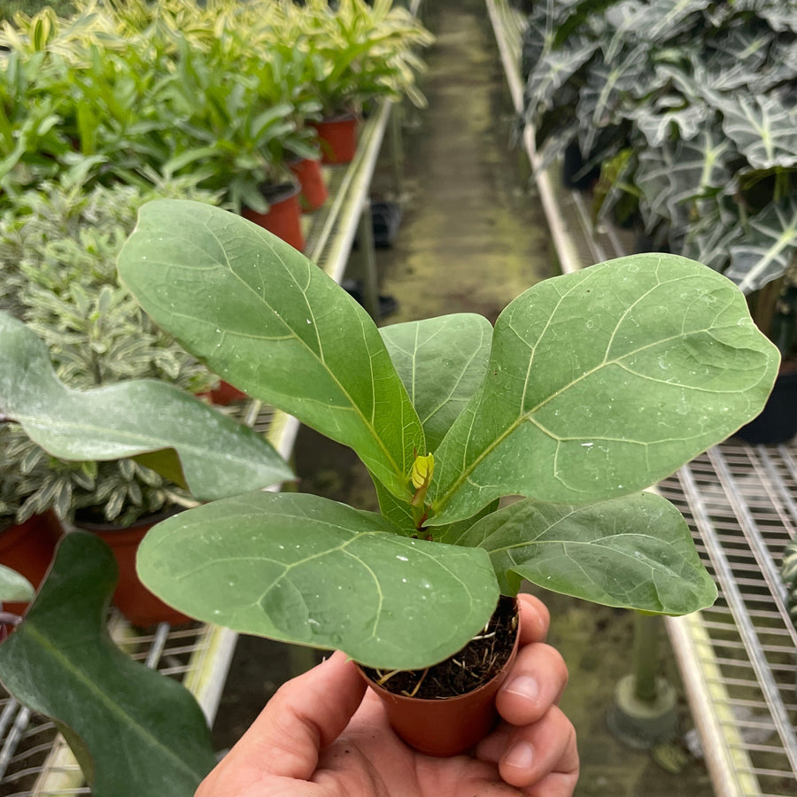 Hand holding a small potted plant in a greenhouse filled with various plants.