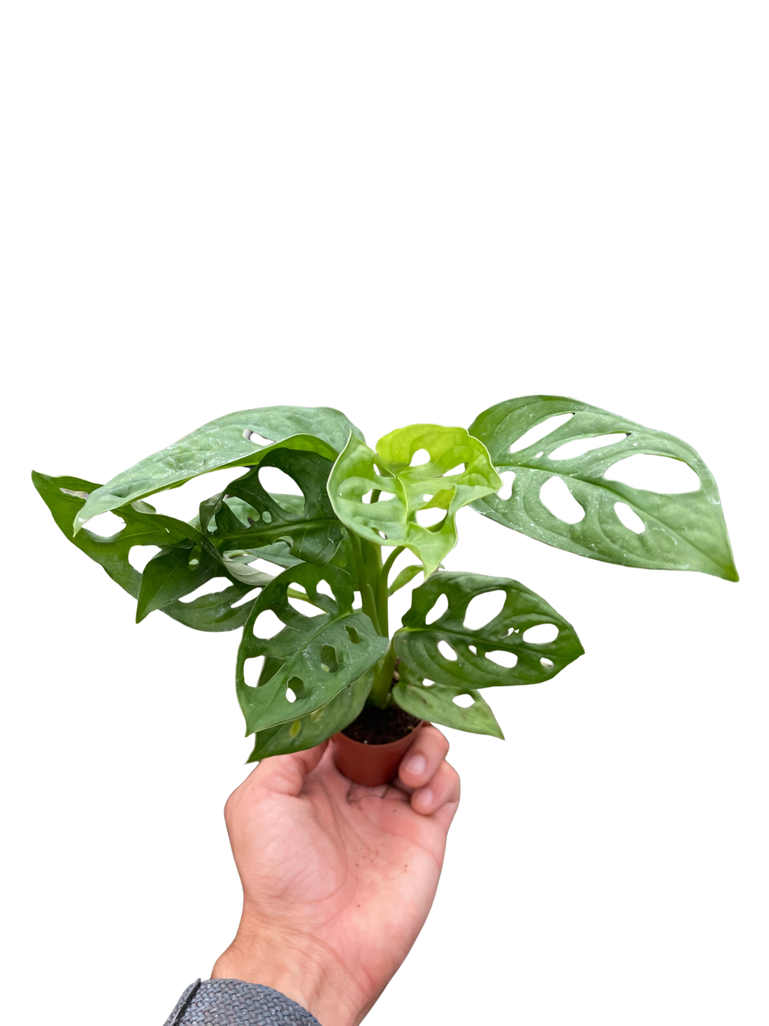 Monstera Adansonii &