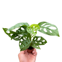 Monstera Adansonii 'Swiss Cheese'