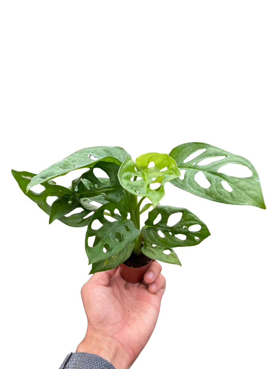 Monstera Adansonii 'Swiss Cheese'