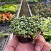 Small potted plant held in a hand with a greenhouse background by House of Agave.