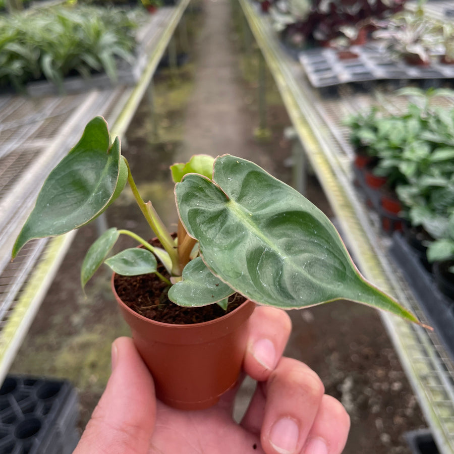 Hand holding a small potted plant in a greenhouse setting