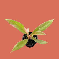 Small potted plant held in a hand against a terracotta background by House of Agave.