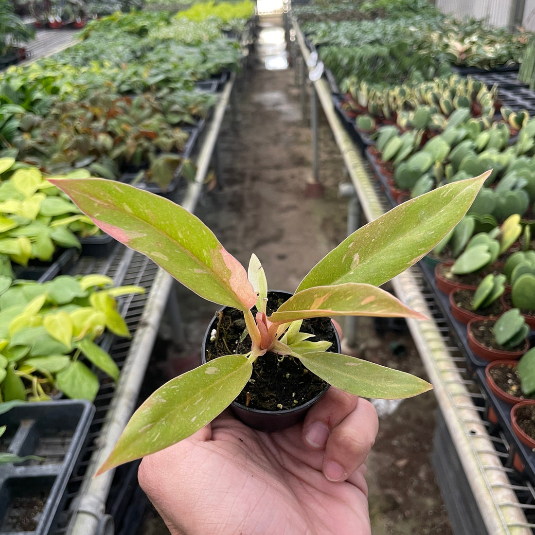 Small potted plant held in front of a greenhouse with rows of plants from House of Agave.