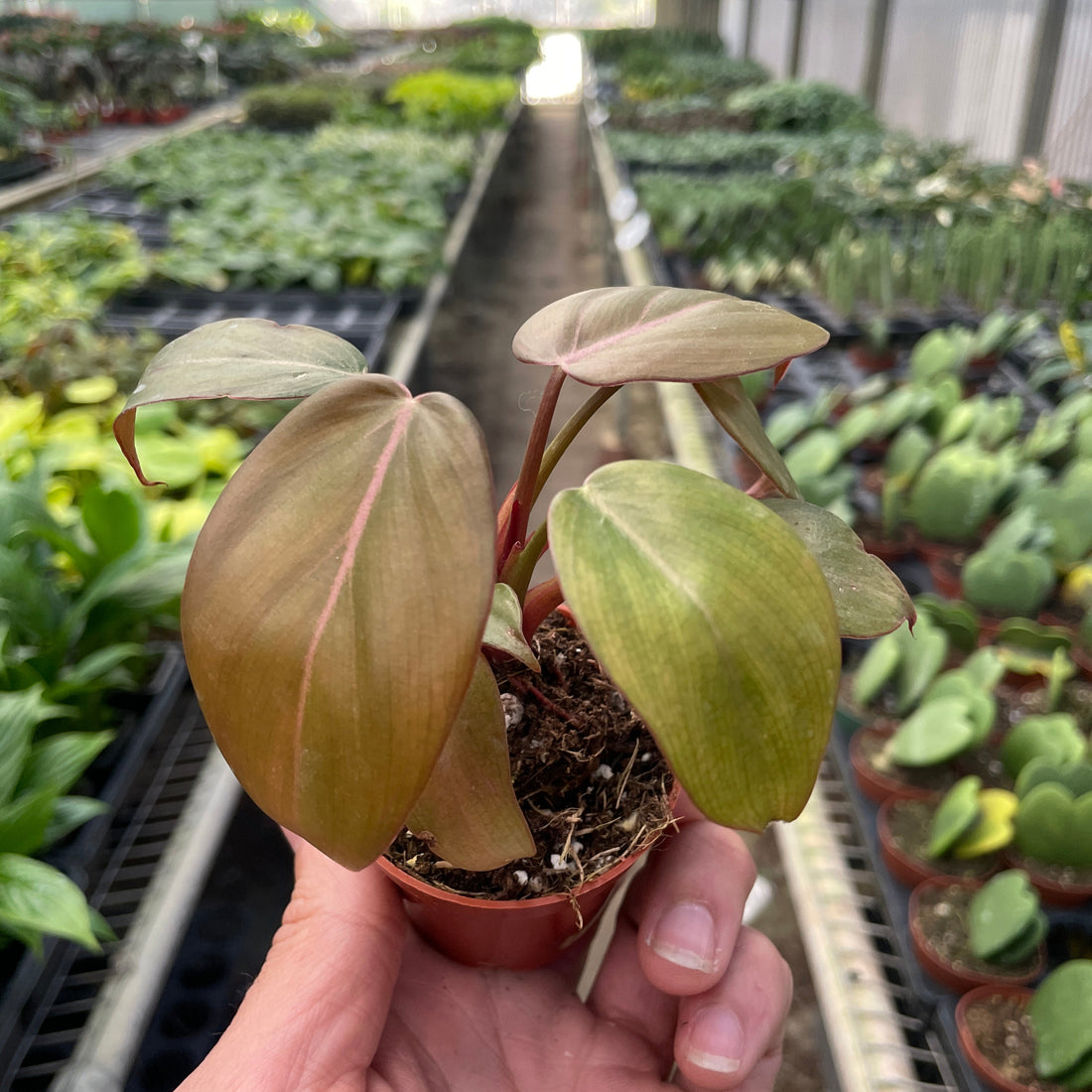 Hand holding a small potted plant in a greenhouse setting from House of Agave.