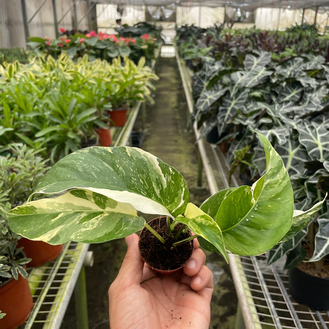 Hand holding a potted plant in a greenhouse with rows of plants from House of Agave.