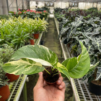 Hand holding a potted plant in a greenhouse with rows of plants from House of Agave.