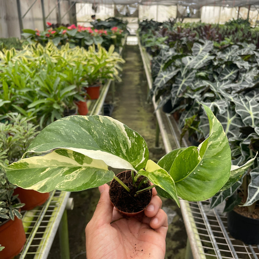 Hand holding a potted plant in a greenhouse with rows of plants from House of Agave.