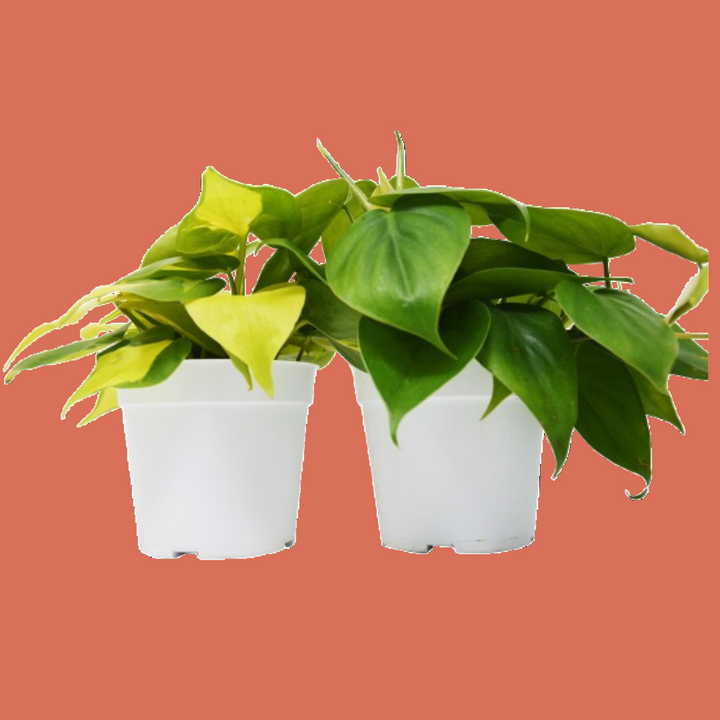 Two green potted plants in white pots  from House of Agave.