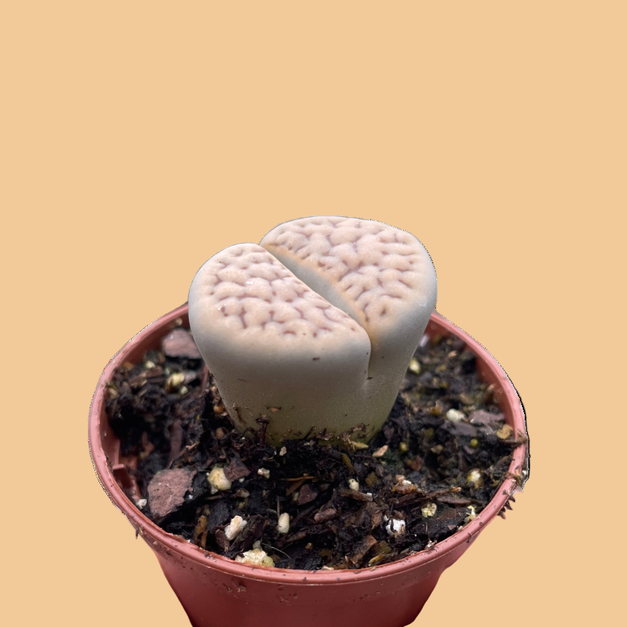 Small potted succulent held in a hand against a peach background by House of Agave.