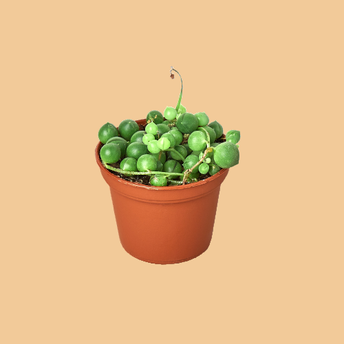 Potted plant with green succulents on a peach background by House of Agave.