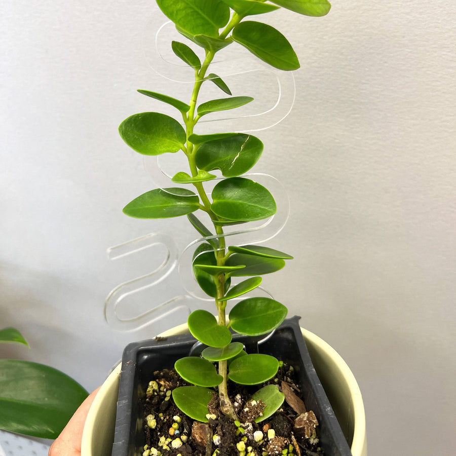 Small potted plant with green leaves and a squiggly acrylic stake on a plain background from House of Agave.