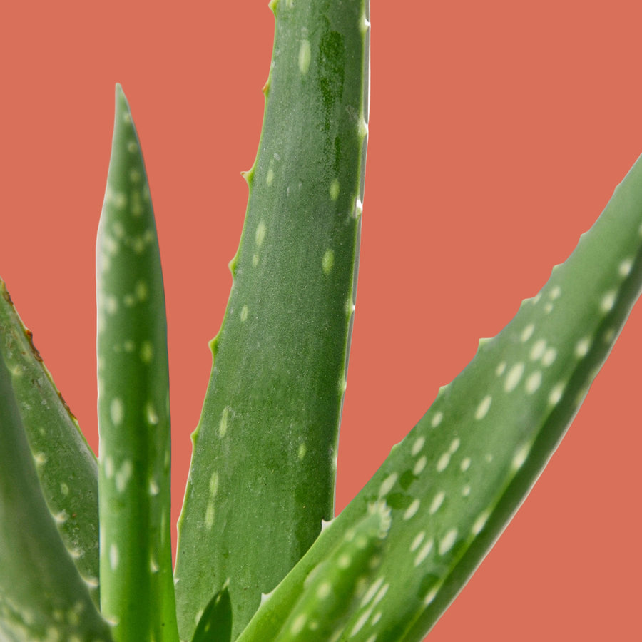 Close-up of green aloe vera plant leaves on a white background