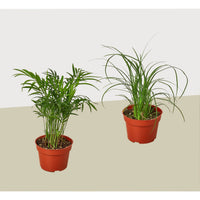 Palm Plant Varieties in 4" Pots - 2 Pack