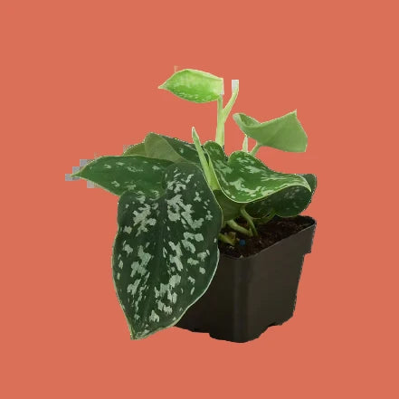 Potted plant with green leaves on a terracotta background by House of Agave.