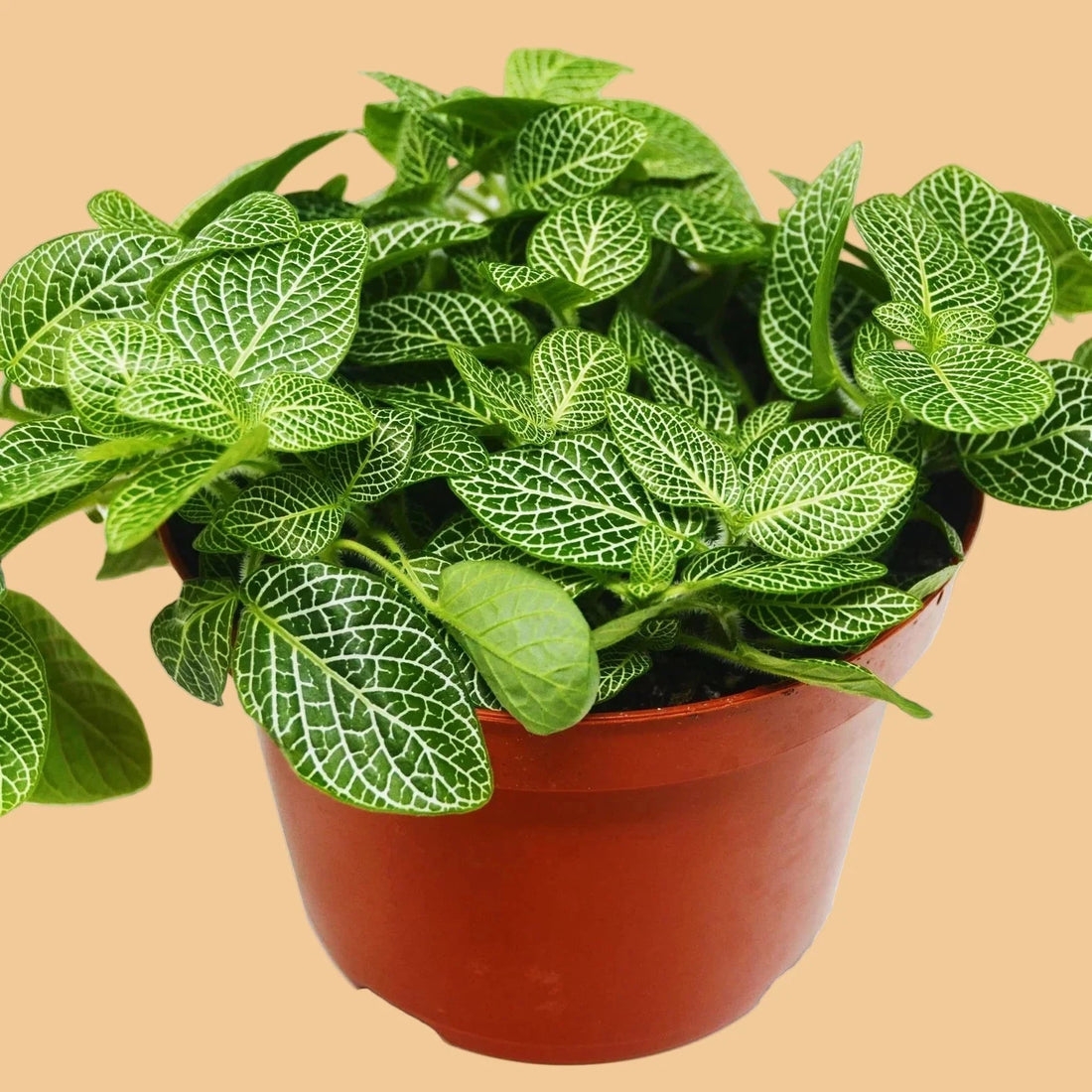 Potted plant with green leaves on a peach background at House of Agave.