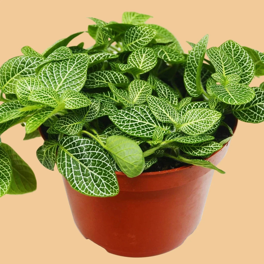 Potted plant with green leaves on a peach background at House of Agave.