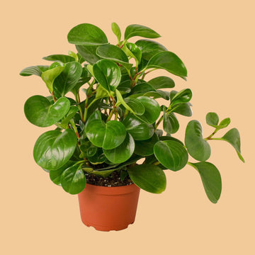 Potted green plant on a peach background from House of Agave.