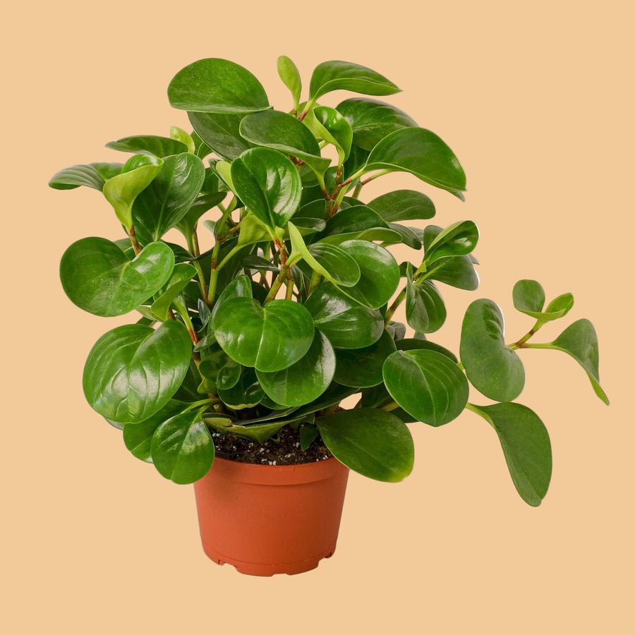 Potted green plant on a peach background from House of Agave.