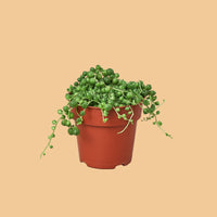 Potted plant with hanging green leaves on a peach background from House of Agave.