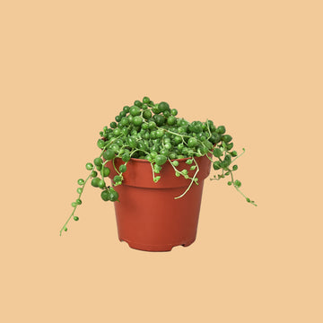 Potted plant with hanging green leaves on a peach background from House of Agave.