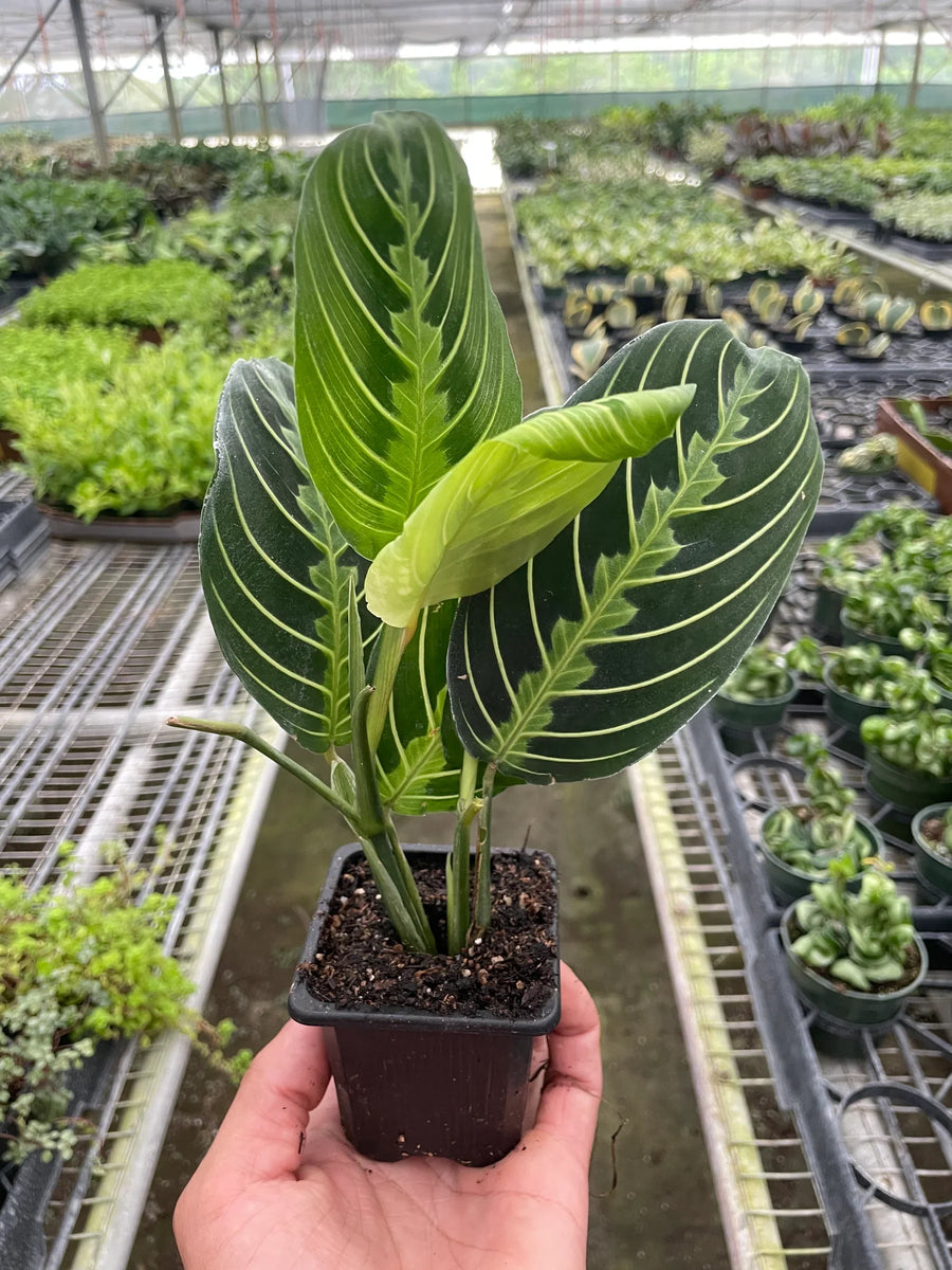 Maranta leuconeura 'Lemon Lime'