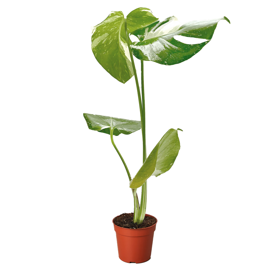 Monstera 'Thai Constellation'