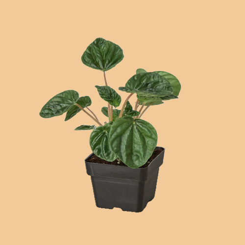 Potted green plant on a white background by House of Agave.