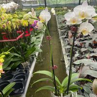 Hand holding a potted orchid in a greenhouse setting with other plants and pots by House of Agave.