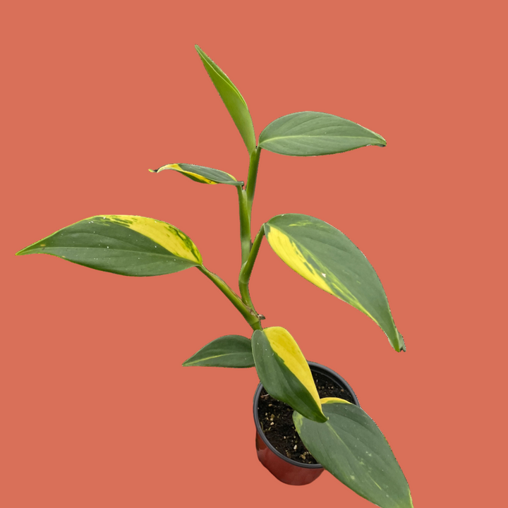 Hand holding a potted plant with green and yellow leaves on a white background