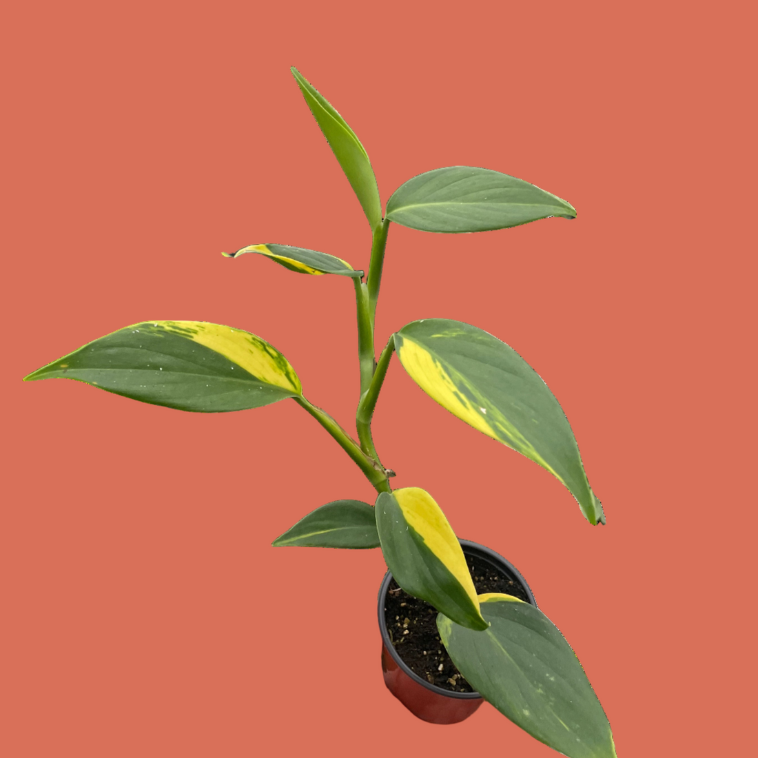 Hand holding a potted plant with green and yellow leaves on a white background
