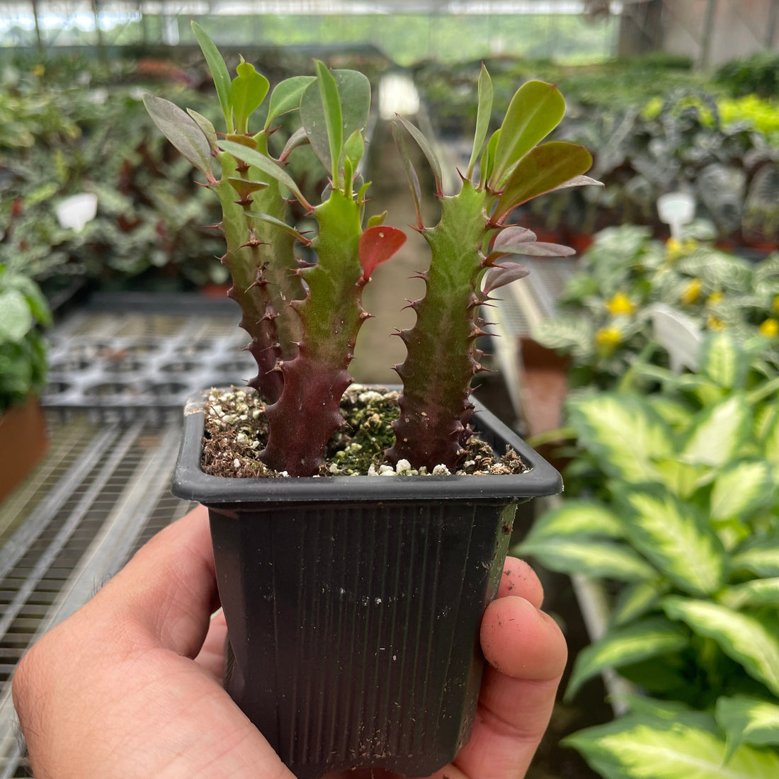 Small potted plant held in a hand with a greenhouse background