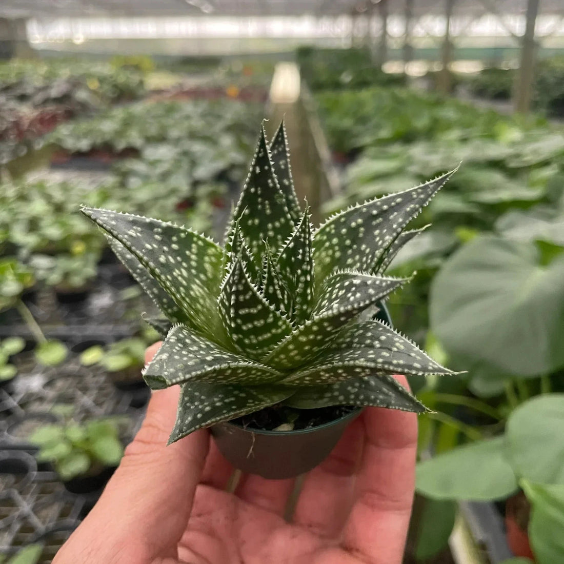 Hand holding a small succulent plant in a greenhouse setting from House of Agave.
