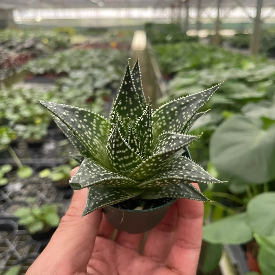Hand holding a small succulent plant in a greenhouse setting from House of Agave.