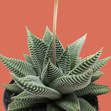 Haworthia retusa  'Miami'