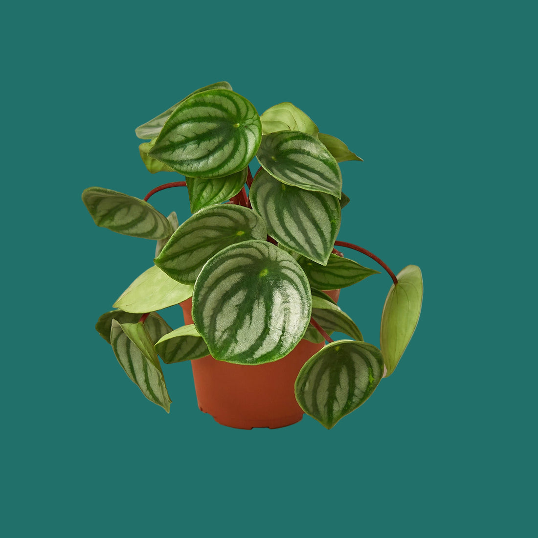 Potted plant with green leaves on a green background by House of Agave.