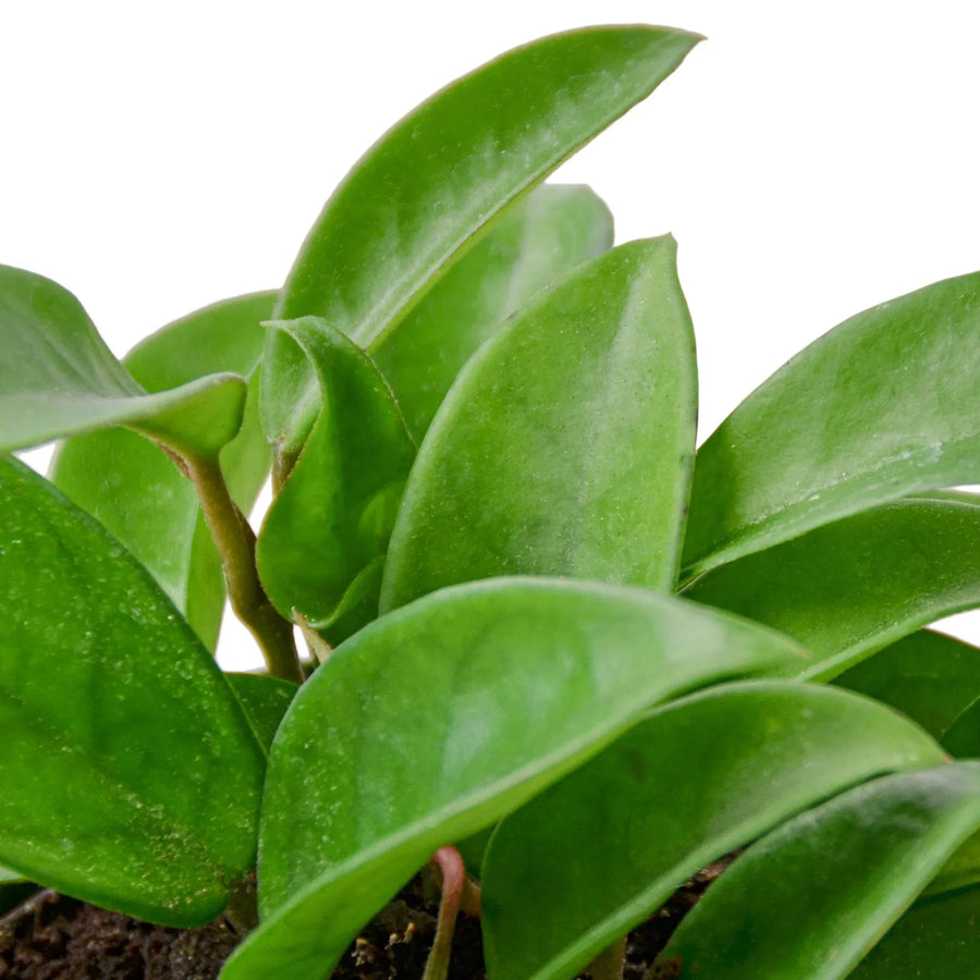 Close-up of green leaves on a white background