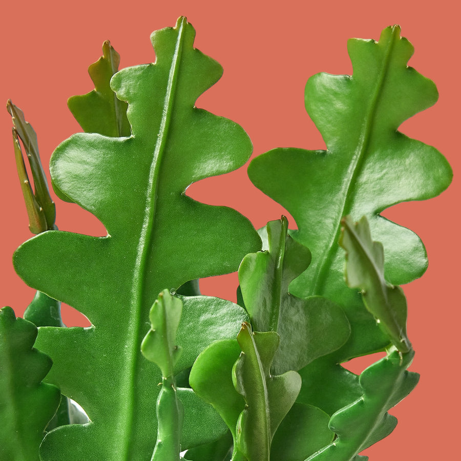 Close-up of green leaves against a light background from House of Agave.