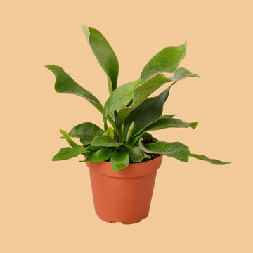 Potted plant with green leaves on a peach background by House of Agave.