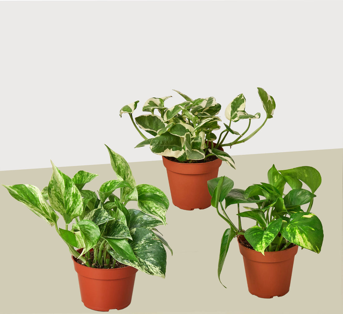Three potted plants with green leaves on a light gray background from HOuse of Agave.