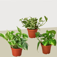 Three potted plants with green leaves on a light gray background from HOuse of Agave.