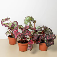 Begonia 'Rex' Variety Bundle -4 Pack